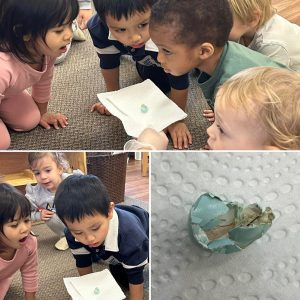 Collage of photos - a group of Toddler students kneel on the floor to inspect a tiny blue robin's egg. 
